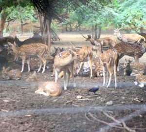 Hauz Khas Deer Park