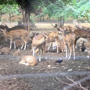 Hauz Khas Deer Park