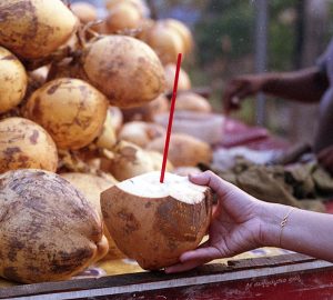 Coconuts in Mangalore