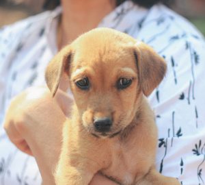 puppy cuddles, feral puppy in Goa