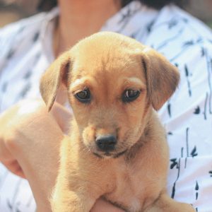 puppy cuddles, feral puppy in Goa