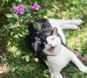 Walking the Cat | Cat Harness