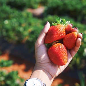 Weekend Getaway to Mahabaleshwar | Strawberry Farms, Picking